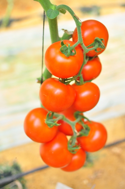 Indeterminate Round tomato 850-346 p1